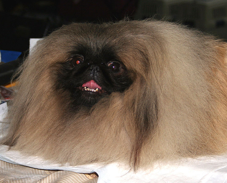 what is the history of peke dogs