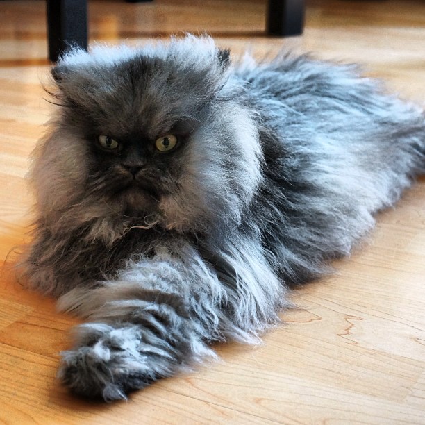 Meet Colonel Meow, World Record Holder For Longest Cat Fur | BaxterBoo